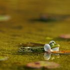 Frosch auf seiner Insel im Seerosenteich