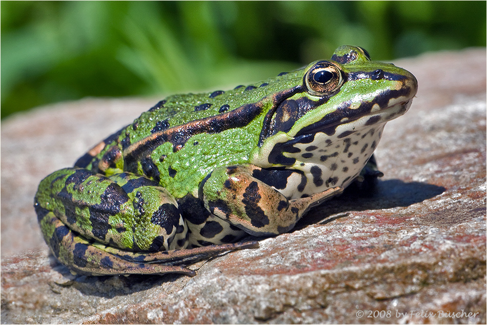 Frosch auf Sonnenbank