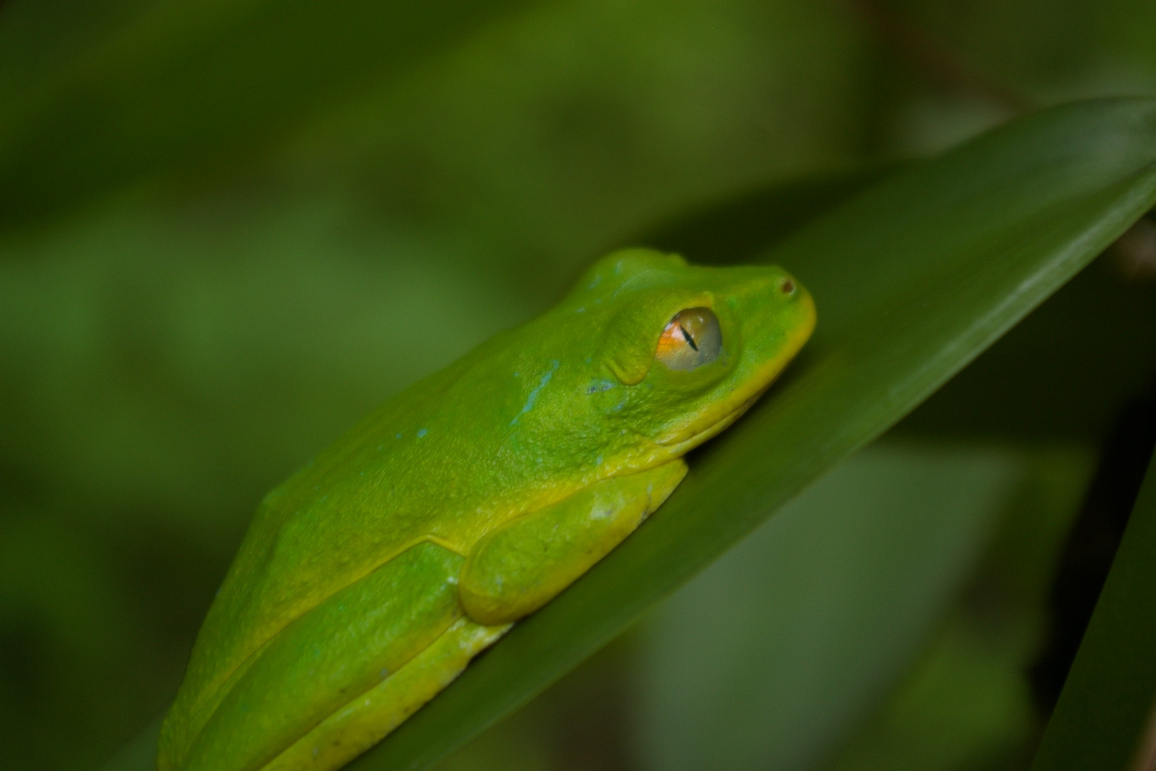 Frosch auf Vanilleblatt