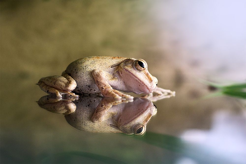 Frosch auf Wasser