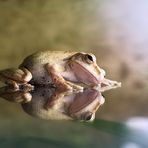 Frosch auf Wasser