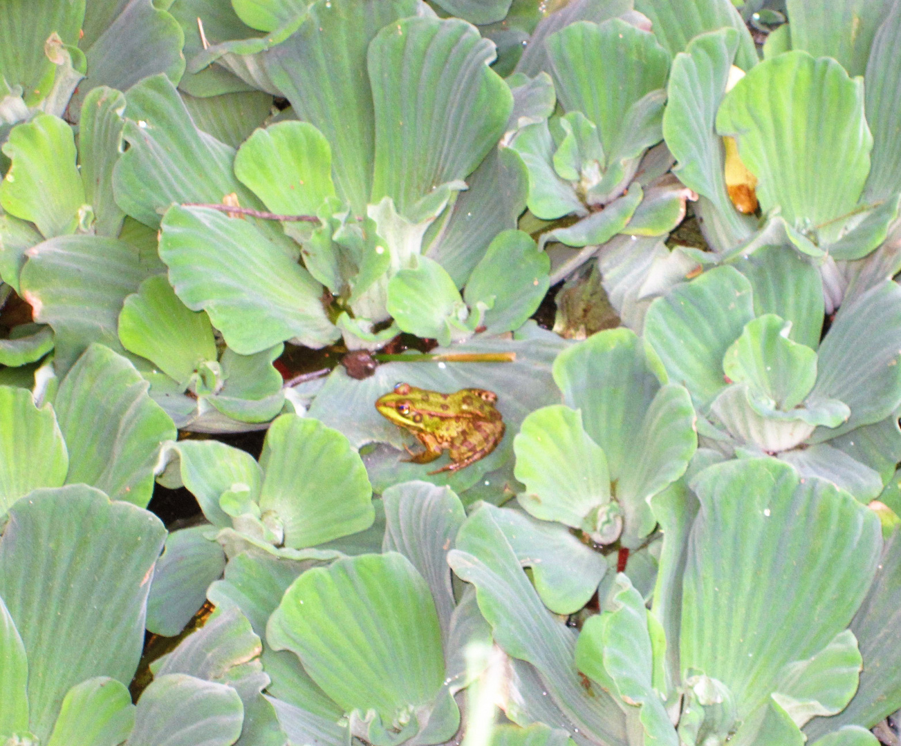 Frosch auf Wassersalat