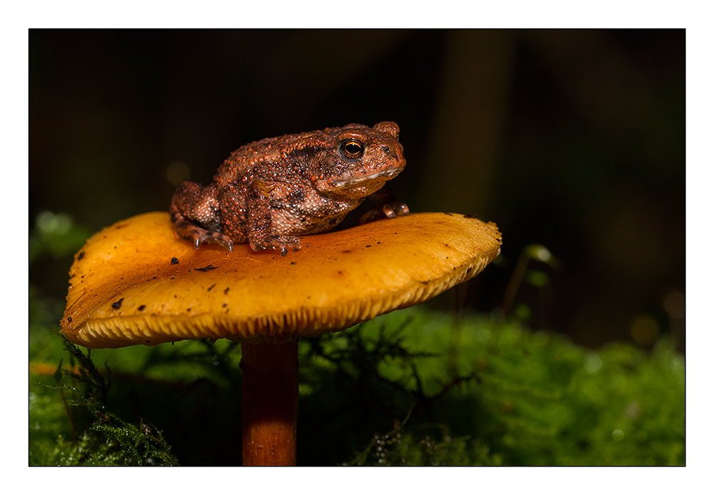 Frosch aufm Pilz