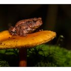 Frosch aufm Pilz