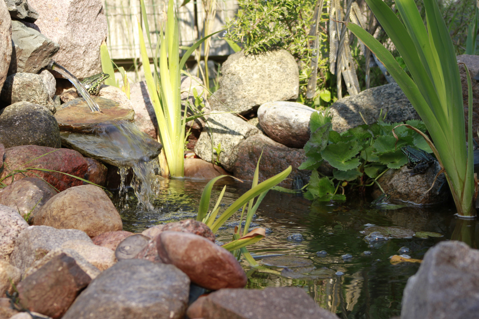 frosch auf´n wasserfall