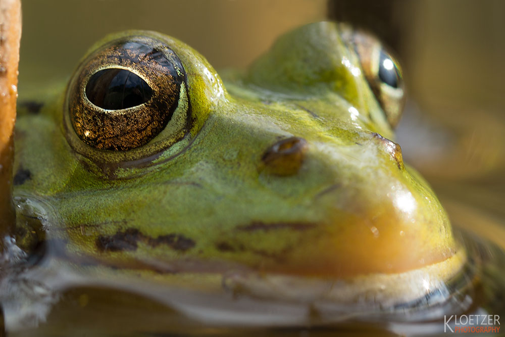 Frosch Augen