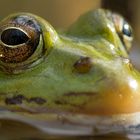 Frosch Augen