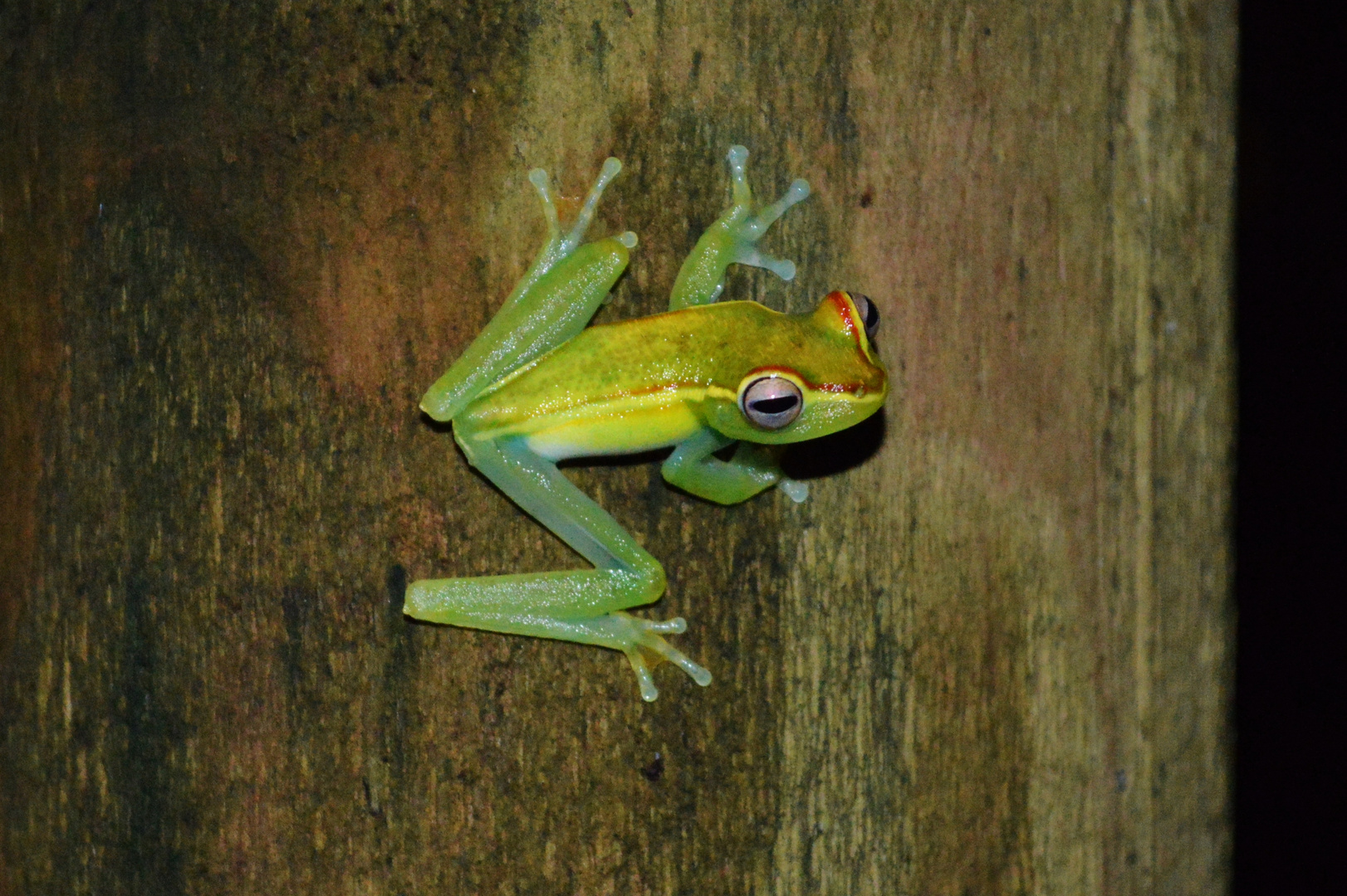 Frosch aus Costa Rica