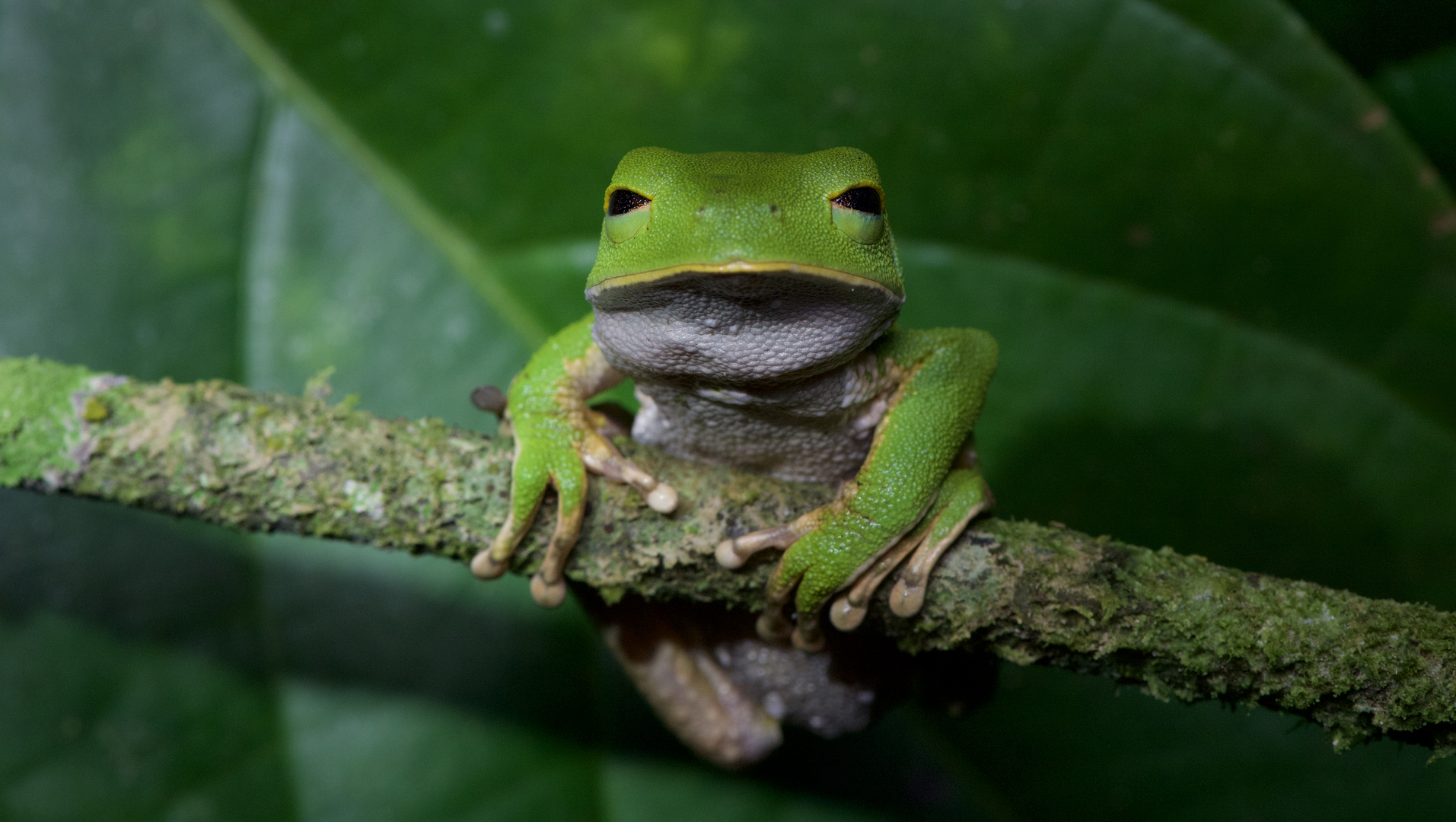 Frosch aus dem Bergregenwald von Peru