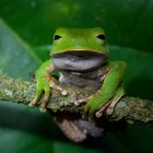 Frosch aus dem Bergregenwald von Peru