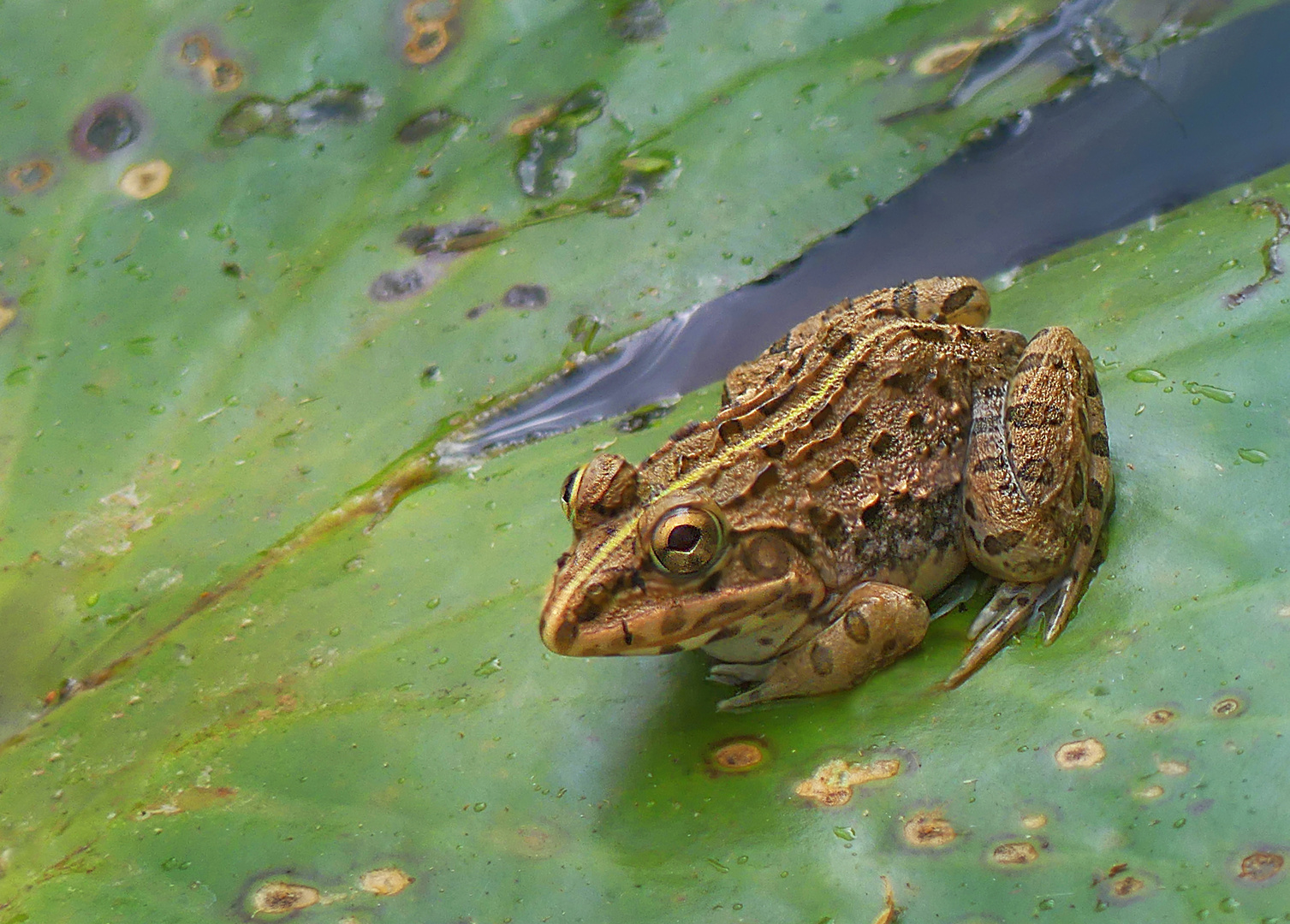 Frosch aus dem Lotosteich