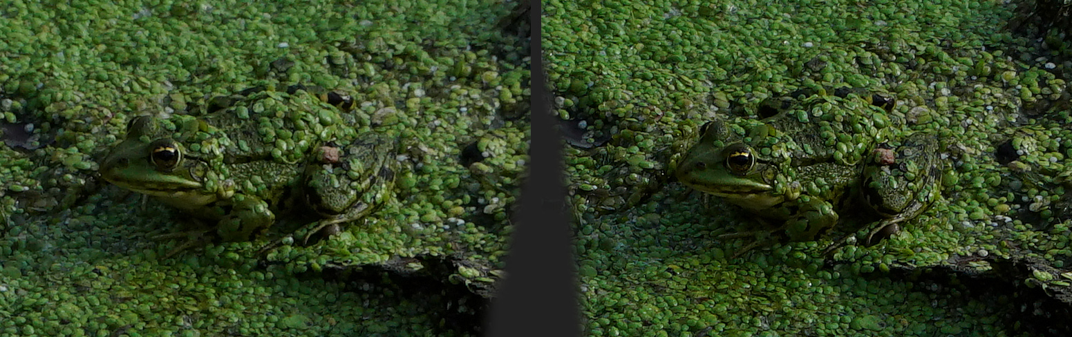 Frosch aus dem Pflupf-Tümpel -gut getarnt - gezoomt (3D-X-View Cha-Cha)