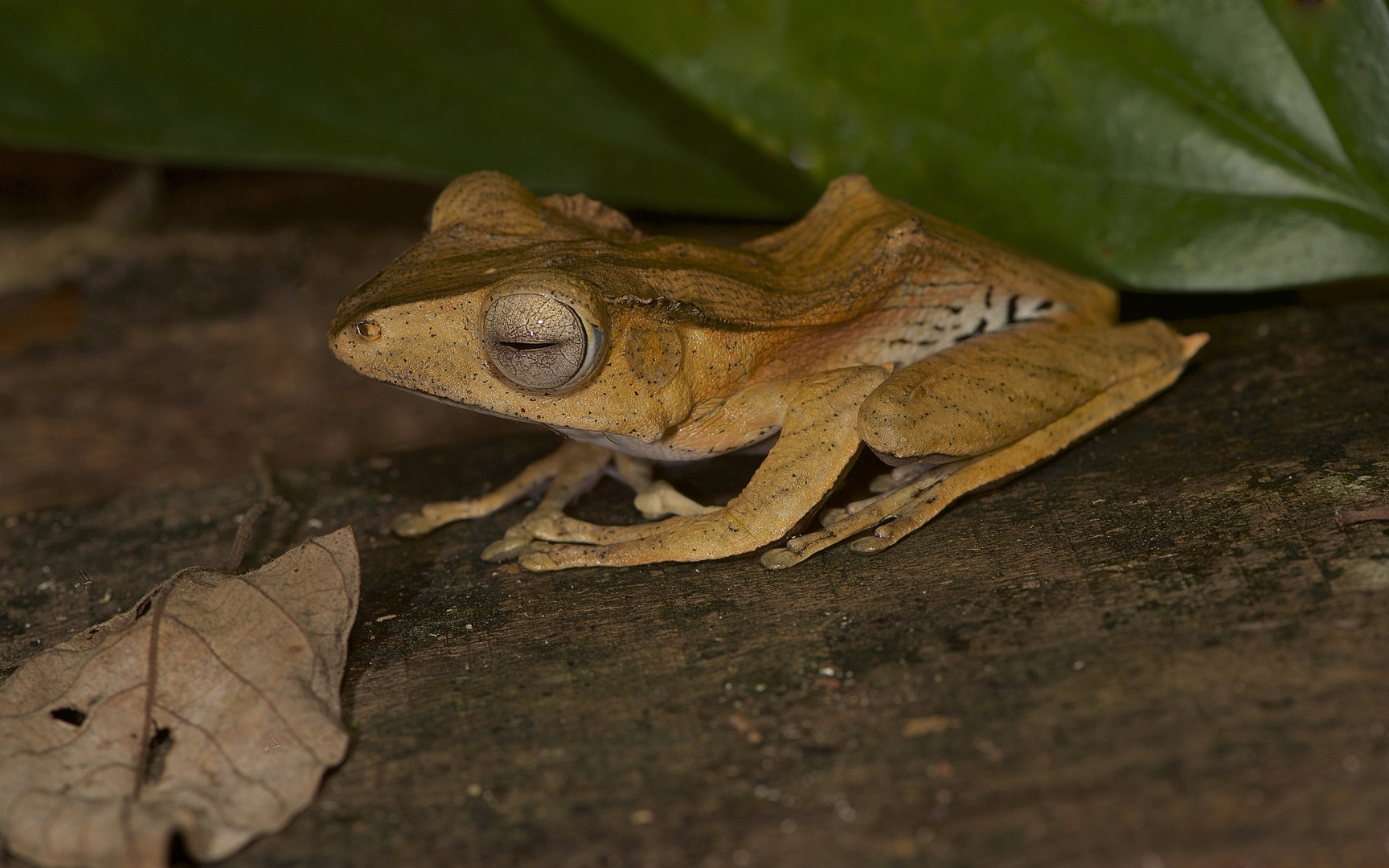 Frosch aus dem Regenwald von Borneo