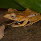 Frosch aus dem Regenwald von Borneo