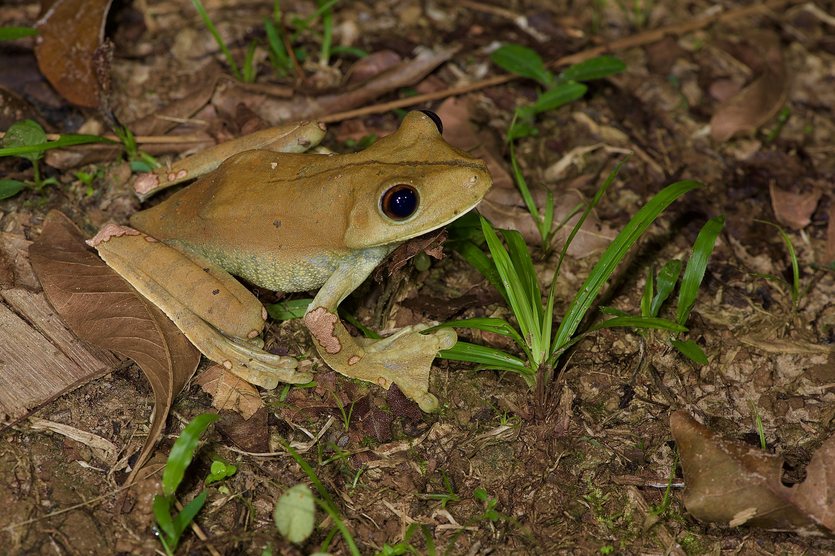 Frosch aus dem Tieflandregenwald von Kolumbien