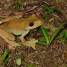 Frosch aus dem Tieflandregenwald von Kolumbien