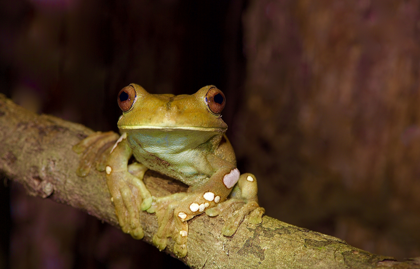 Frosch aus dem Tieflandregenwald von Kolumbien