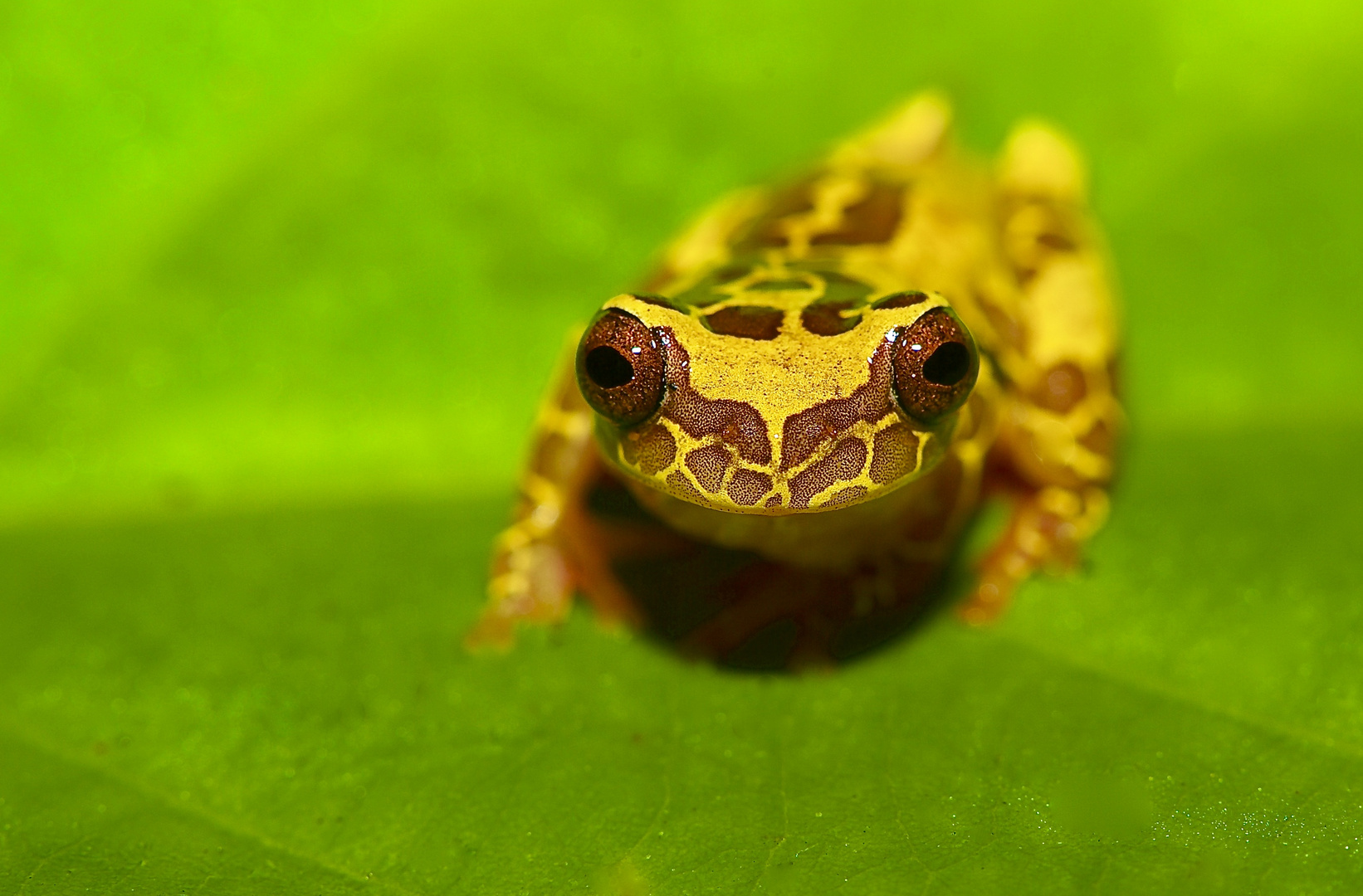 Frosch aus dem Tieflandregenwald von Kolumbien