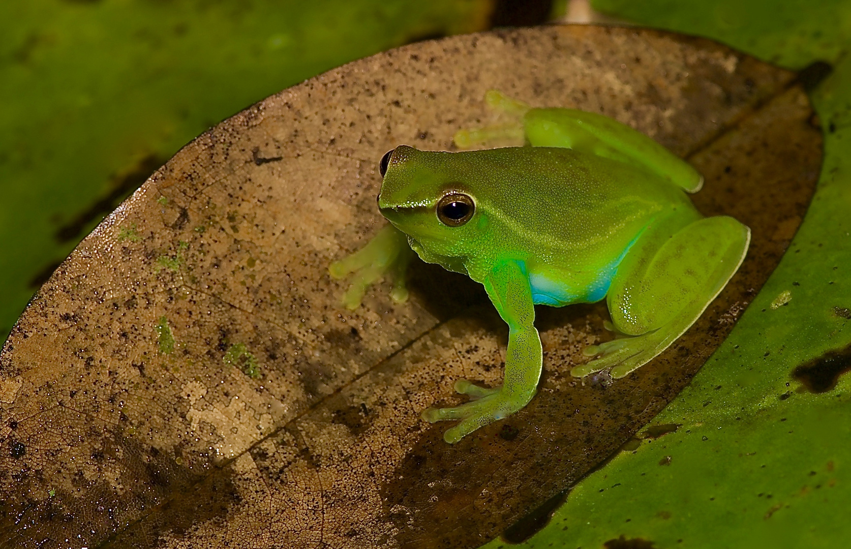 Frosch aus dem Tieflandregenwald von Kolumbien