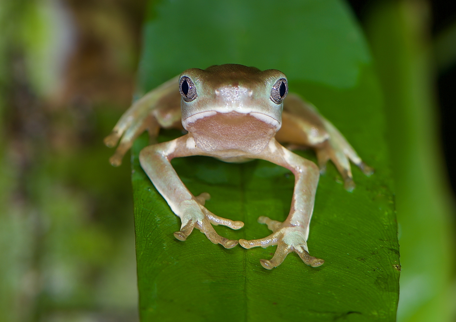 Frosch aus dem Tieflandregenwald von Kolumbien