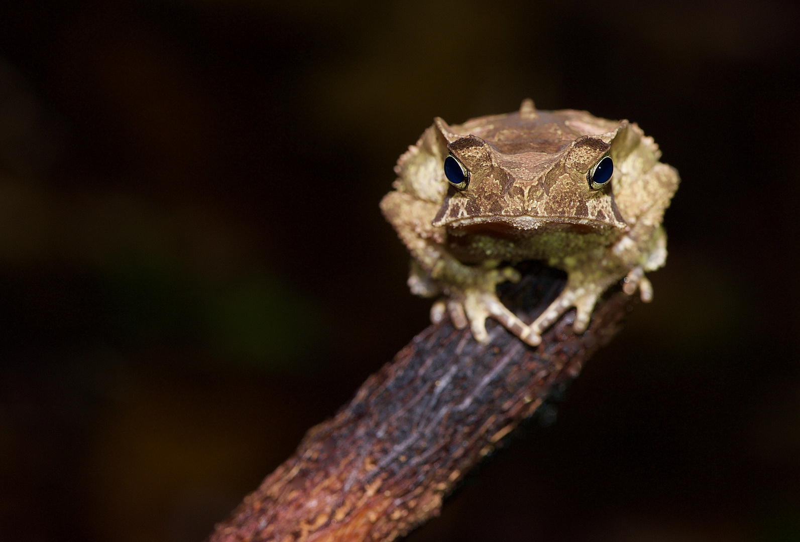 Frosch aus dem Tieflandregenwald von Kolumbien