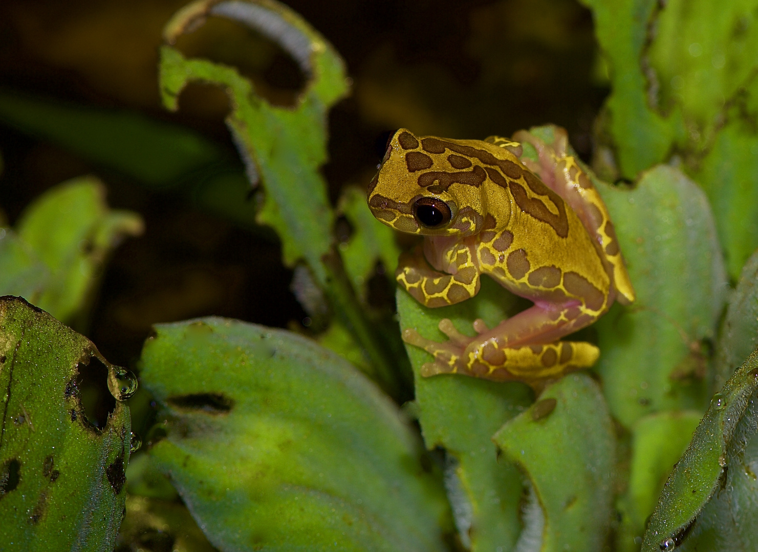 Frosch aus dem Tieflandregenwald von Kolumbien