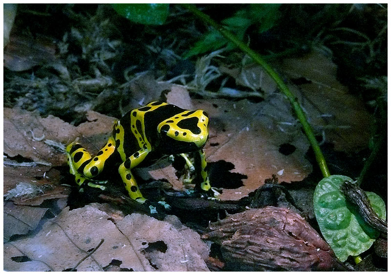 Frosch aus dem Tropischen Regenwald