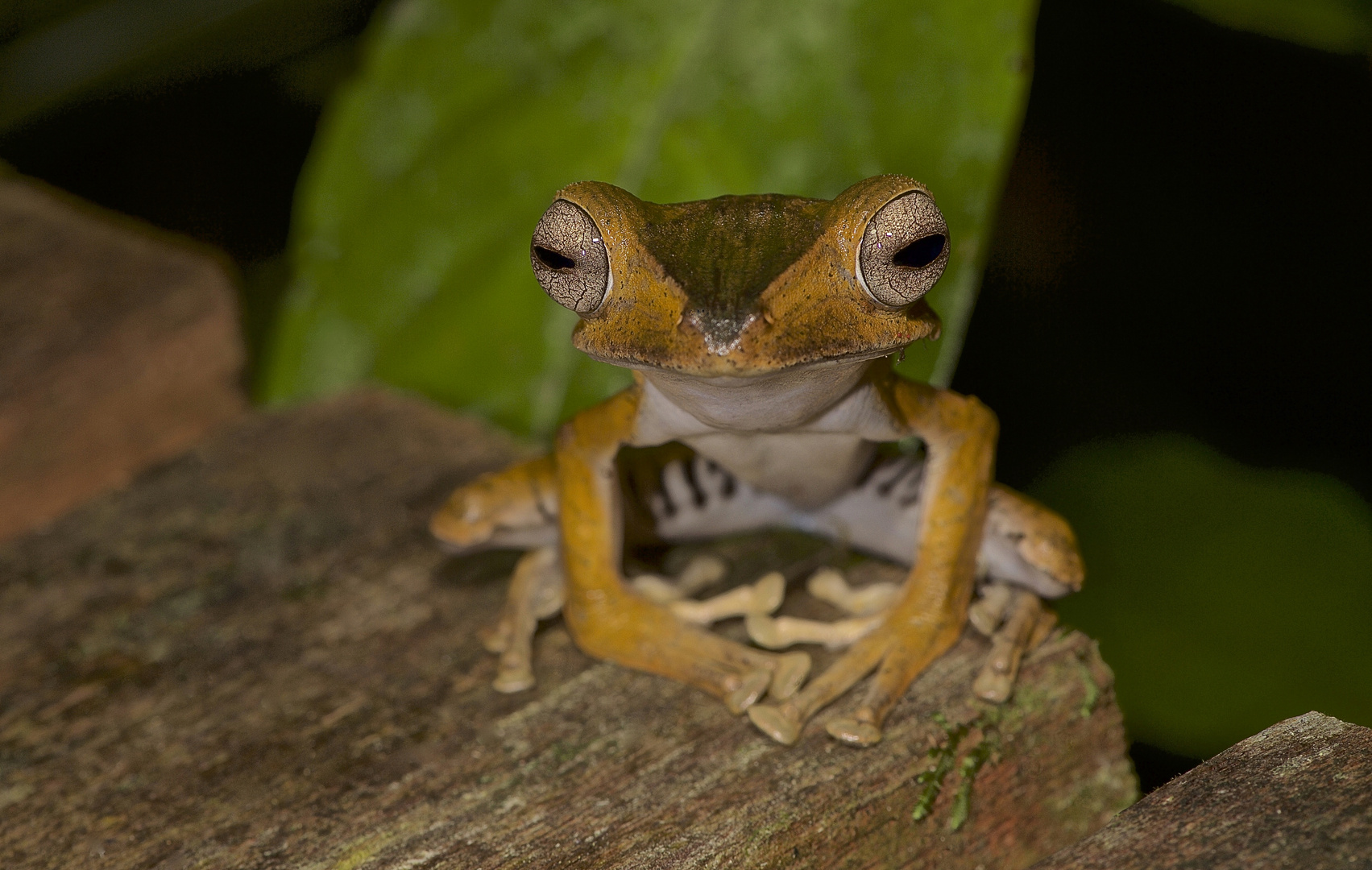 Frosch aus dem Tropischen Regenwald von Borneo