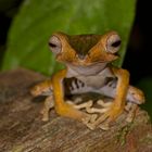 Frosch aus dem Tropischen Regenwald von Borneo