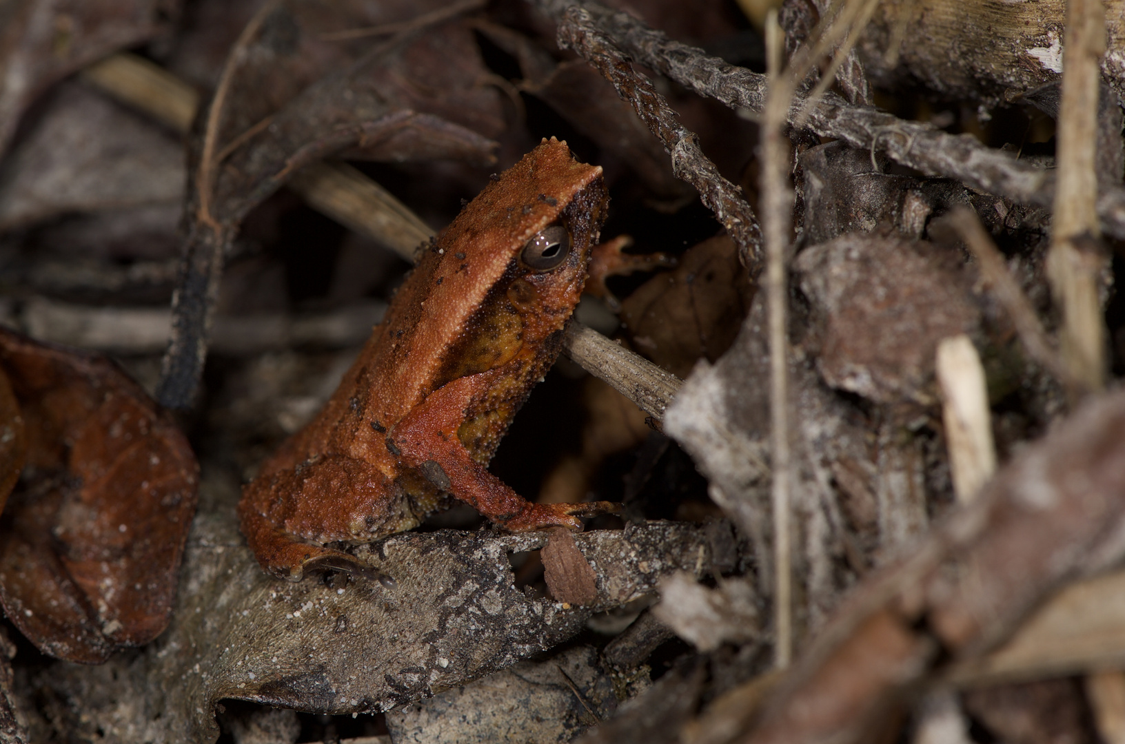 Frosch aus dem Tropischen Regenwald von Borneo