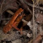 Frosch aus dem Tropischen Regenwald von Borneo