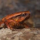 Frosch aus dem Tropischen Regenwald von Borneo