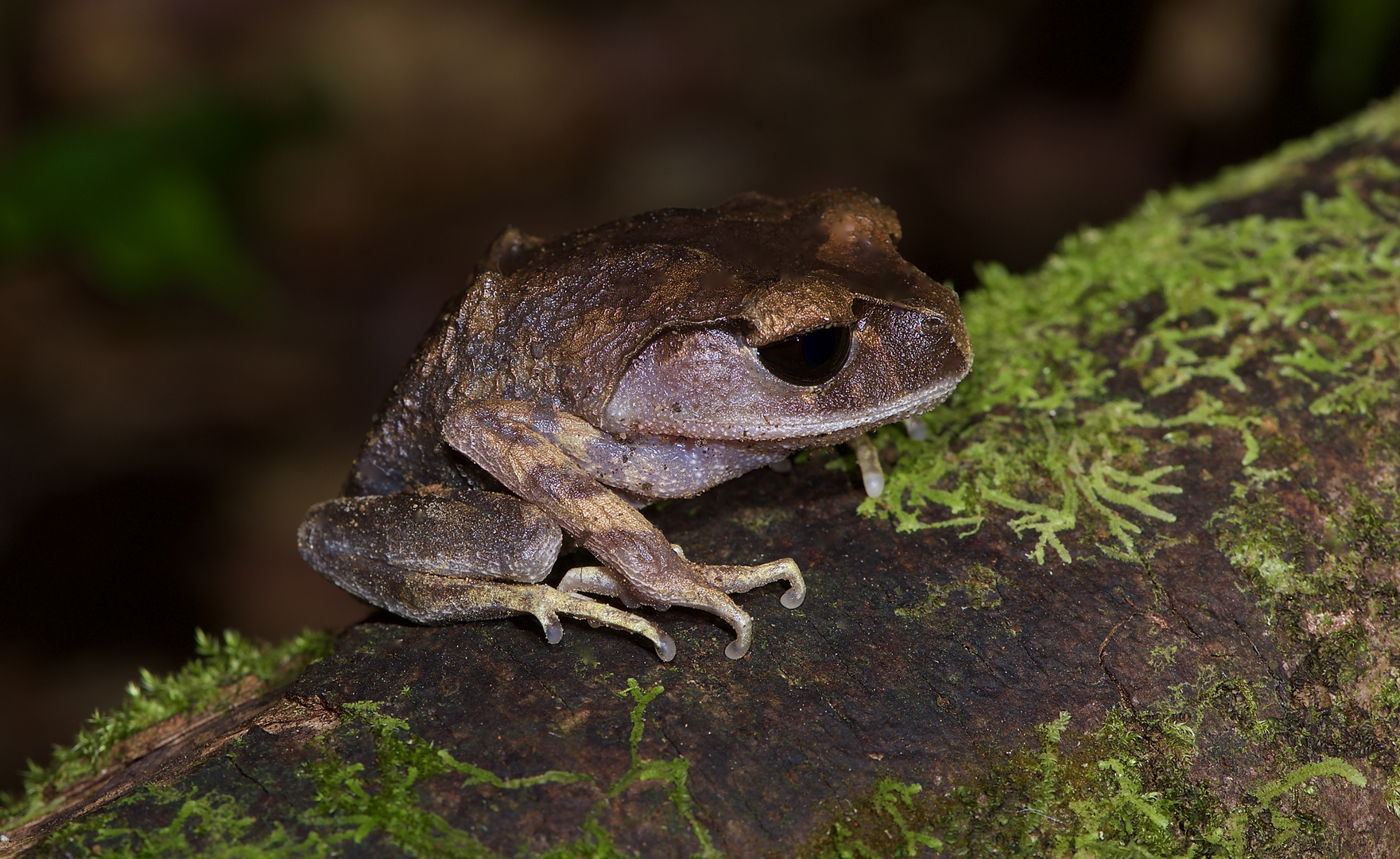 Frosch aus dem Tropischen Regenwald von Borneo