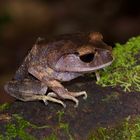 Frosch aus dem Tropischen Regenwald von Borneo