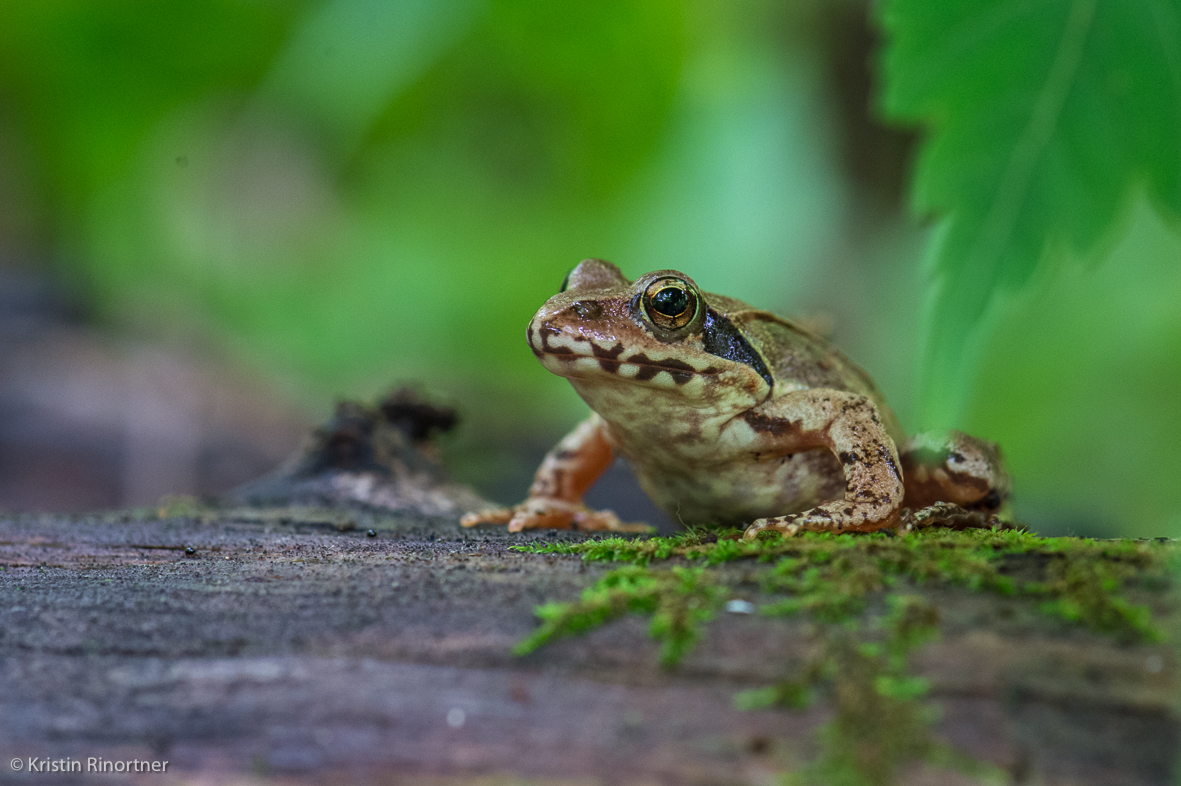 Frosch aus der Froschperspektive