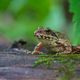 Amphibien, Insekten