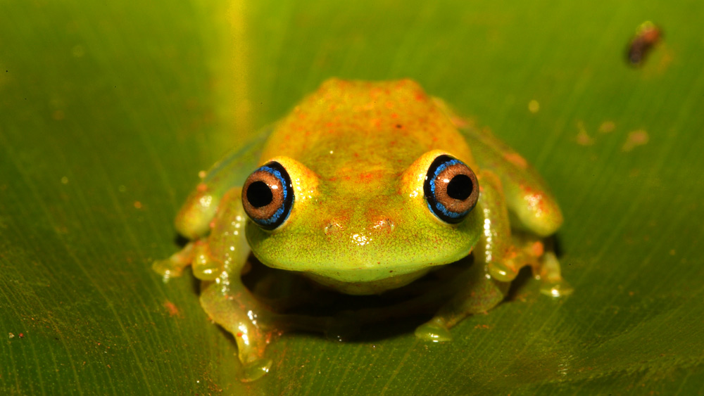 Frosch aus Madagaskar