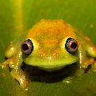 Frosch aus Madagaskar