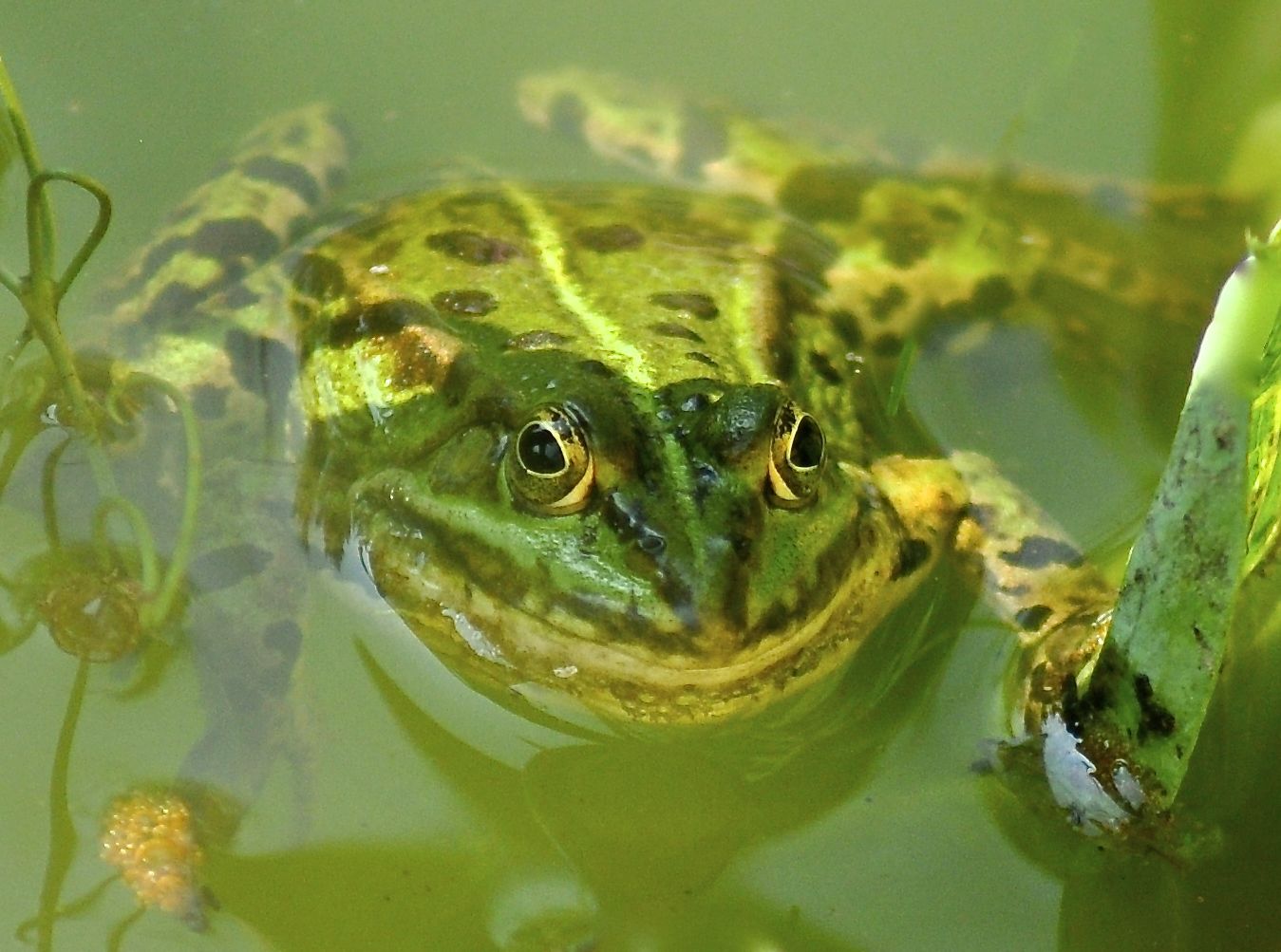 Frosch aus meinem Garten mit lautem Organ Foto &amp; Bild