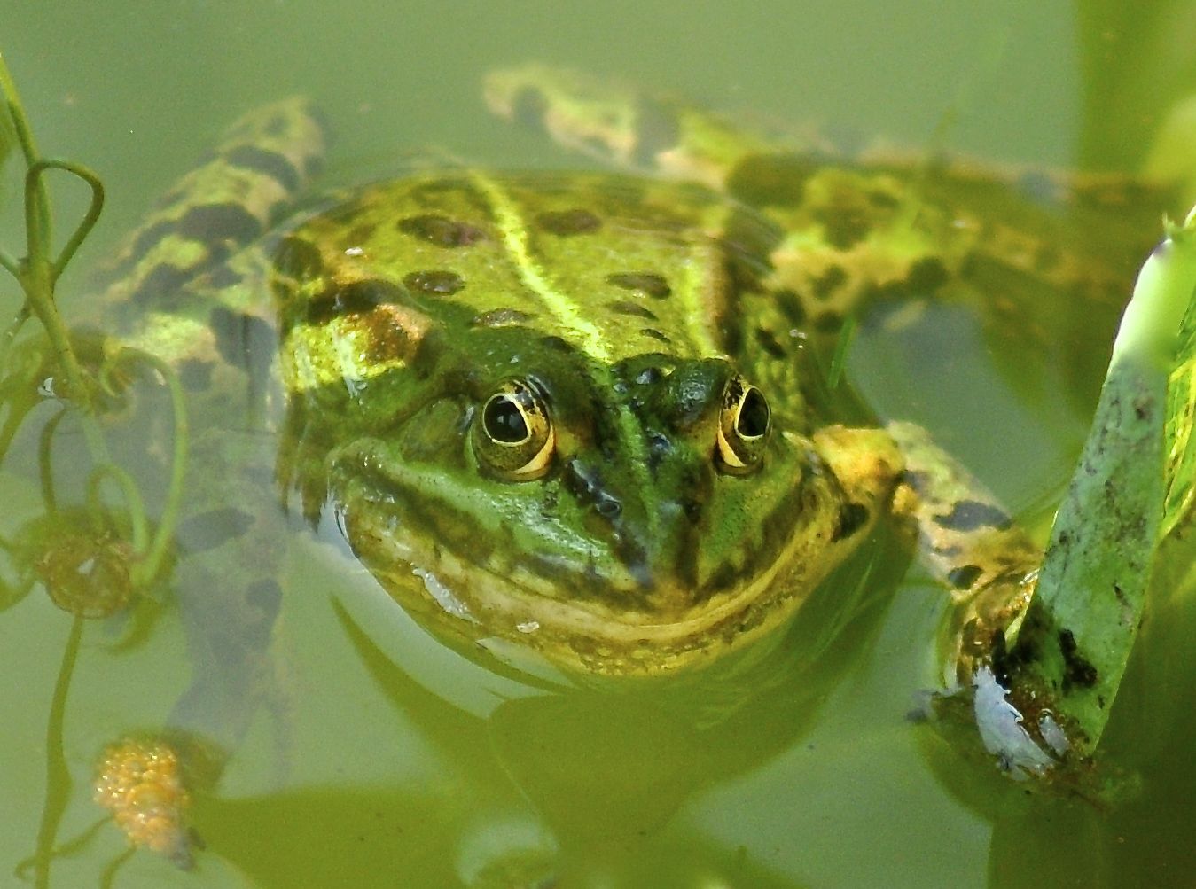 Frosch aus meinem Garten mit lautem Organ