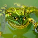 Frosch aus meinem Garten mit lautem Organ