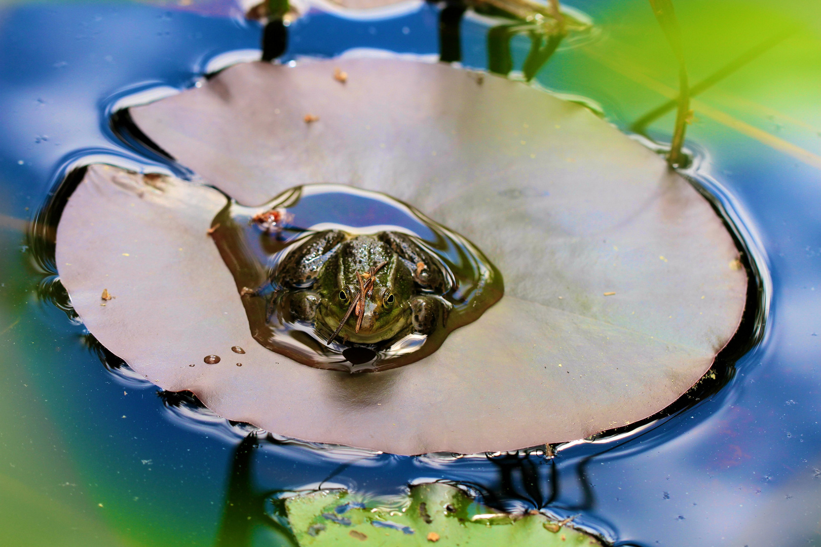 Frosch aus Seerosenblatt