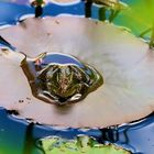 Frosch aus Seerosenblatt