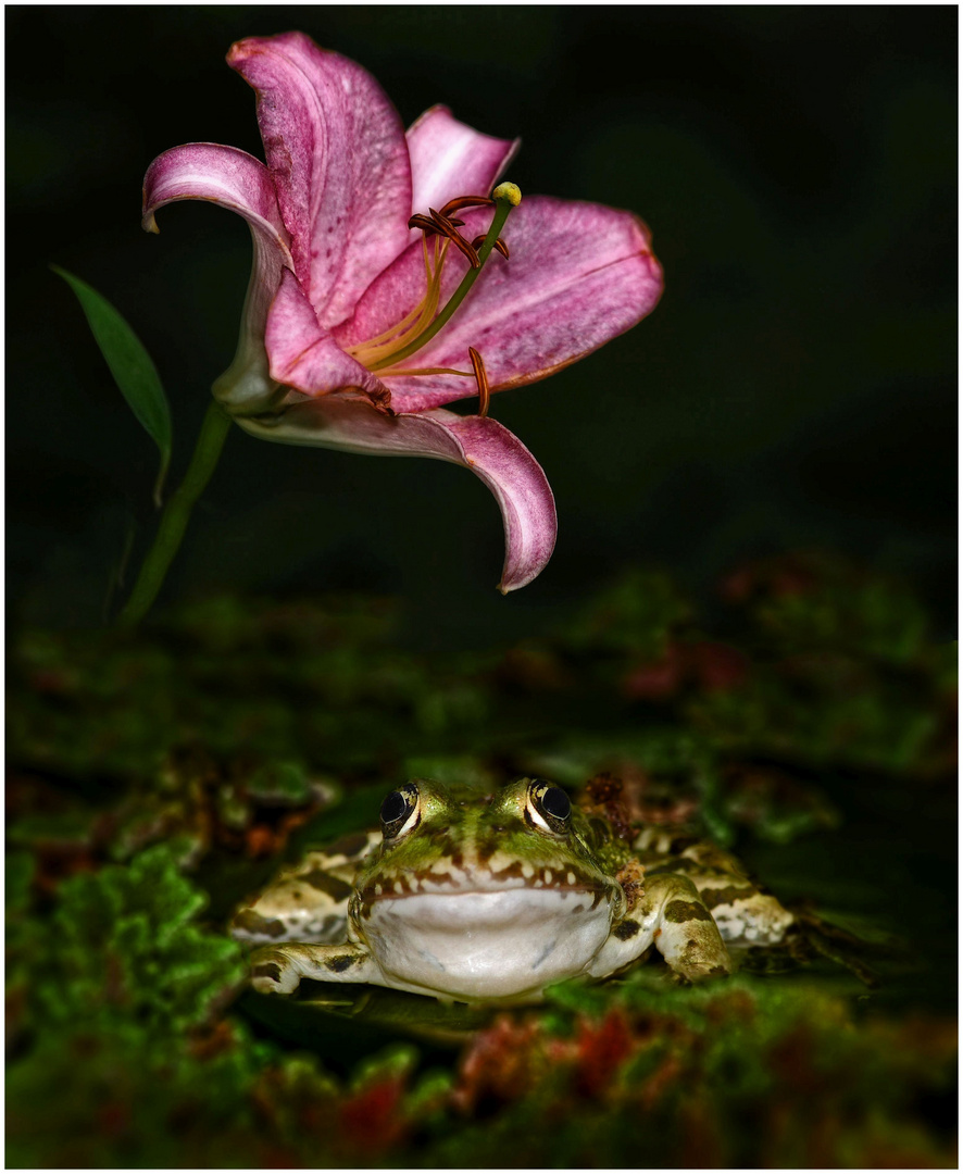 "FROSCH aus seiner PERSPEKTIVE"