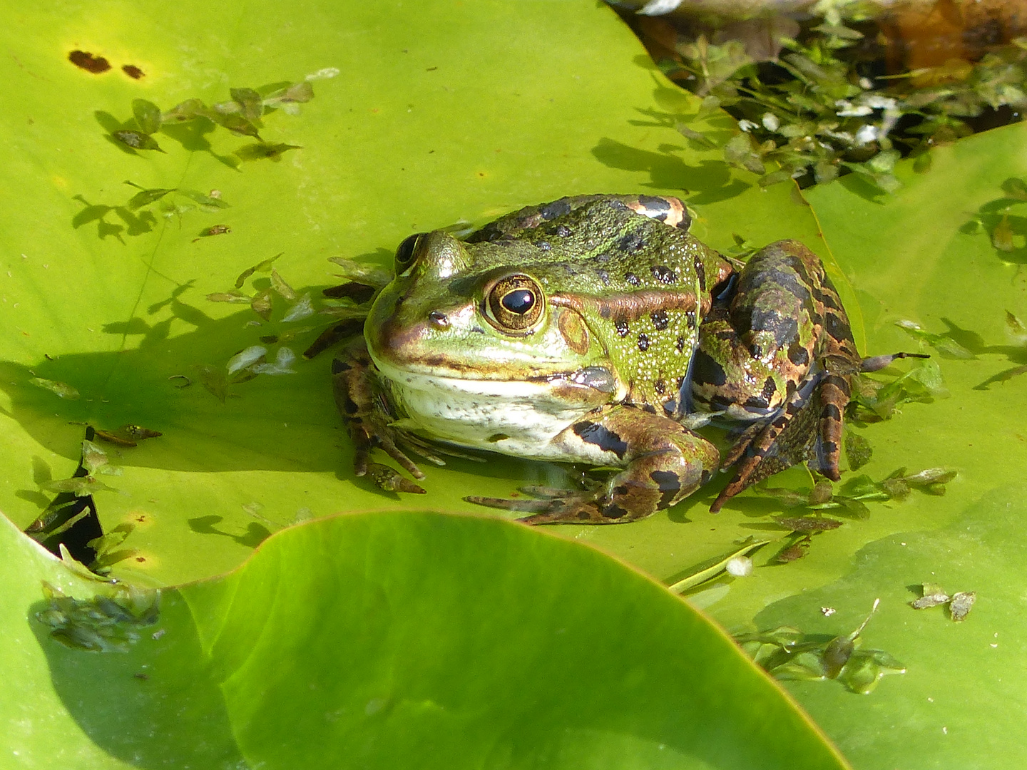 Frosch aus Teich wünscht ein schönes Wochenende Foto & Bild tiere