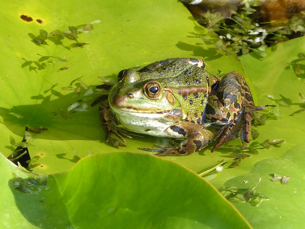 Frosch aus Teich wünscht ein schönes Wochenende Foto & Bild tiere