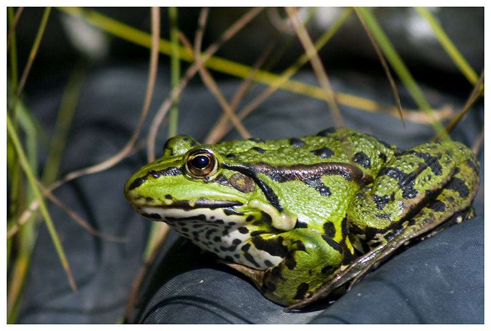 Frosch