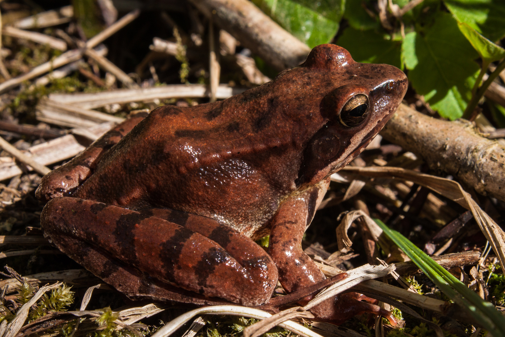 Frosch