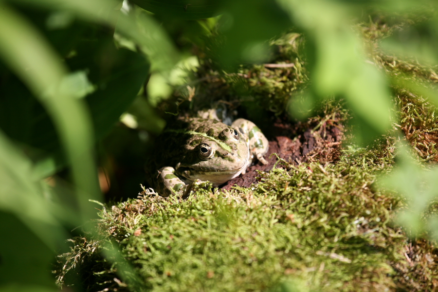 Frosch