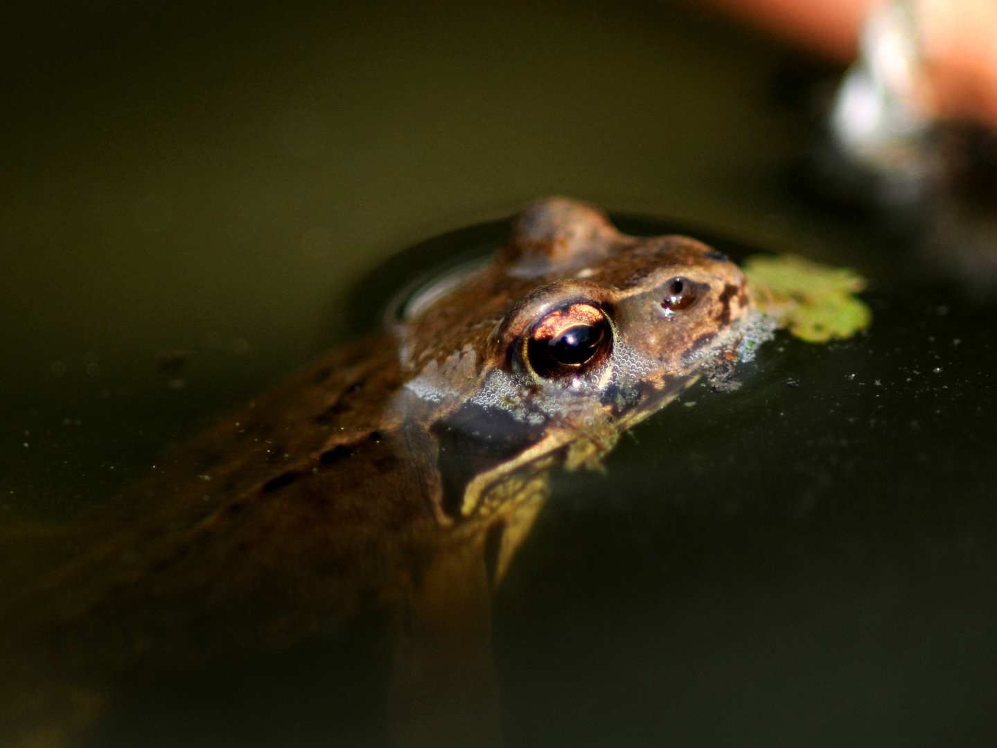 Frosch